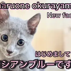 【 ロシアンブルー 】はじめまして！愛嬌たっぷり元気いっぱいのプリンス降臨！