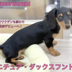 【 ミニチュアダックスフント 】ブラック＆タンの女の子、遂にお散歩デビューへ！！