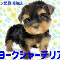 【 ヨークシャーテリア 】抜け毛が少ない童顔フェイスが可愛いヨーキーの女の子