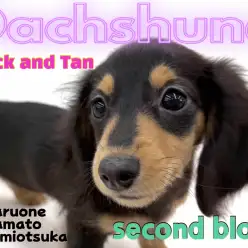 【 カニンヘンダックスフント 】キュートで甘え上手な超フレンドリー犬に成長中！