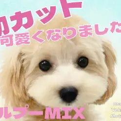 【 MIX 】マルプーちゃん、初カットで超可愛くなりました！