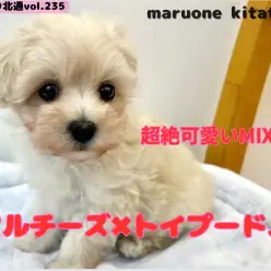 【 ほっこり北通vol.235 】最上級に可愛いMIXマルプーちゃん戸田市に登場