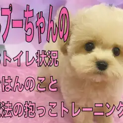 【 MIX 】可愛いだけじゃない！育てやすさが光るマルプーちゃんのポイント！