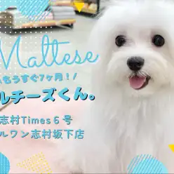 【 マルチーズ 】もうすぐ生後7ヶ月を迎えるマルチーズくんの魅力をご紹介！
