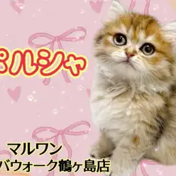 【 ペルシャ 】陽だまりのように輝く毛並みをまとった穏やかで飼いやすい女の子