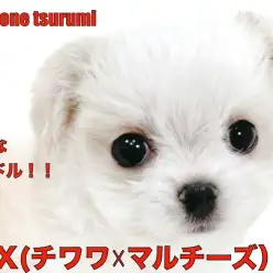【 MIX 】チワワ☓マルチーズ、ドワーフ体型の可愛い女の子！！