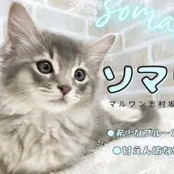 【 ソマリ 】ブルーカラーの神秘的なソマリくんがマルワン板橋志村坂下店に入店！