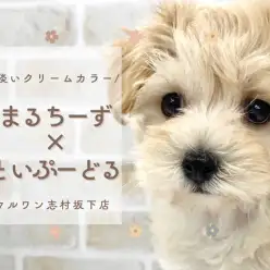 【 MIX 】淡いクリームカラーが魅力的な大人気ミックスのマルプーが仲間入り！