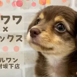 【 チワックス 】チワワとダックスの最強MIXが板橋区のペットショップに入店！