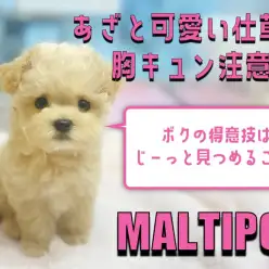 【 MIX 】得意技はアイコンタクト！初めてでも育てやすさ満点のマルプーちゃん！