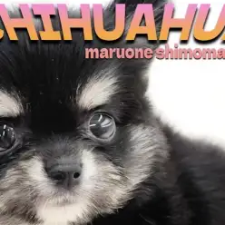 【 チワワ 】クマ系、たぬき系フェイスの小柄な男の子！愛され要素満載な容姿に注目