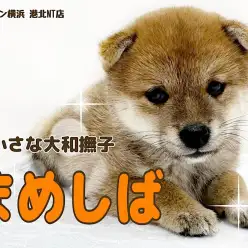 【 豆柴犬 】日本犬代表！小さな大和撫子豆柴ちゃん