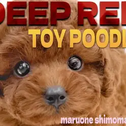 【 トイプードル 】安心感と上品さを兼ね備えた、レッドカラーの究極の癒し系男子。