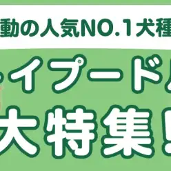 【 トイプードル特集 】10/16現在在店中の人気NO.1犬種！最新動画付き！
