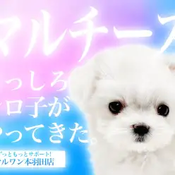 【 マルチーズ 】小さな純白の天使！甘えん坊な性格の女の子が仲間入り！