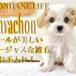 【 MIX 】毎日のお手入れで柔らかい毛並みに！被毛量抜群キャバションの男の子！