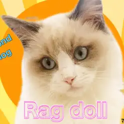 【 ラグドール 】甘えん坊タイム炸裂!生後4ヶ月のラグちゃん愛され成長中