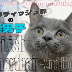 【 ブリティッシュ 】丸いお顔に磨きがかかったイケメンにゃんこの2ndブログ