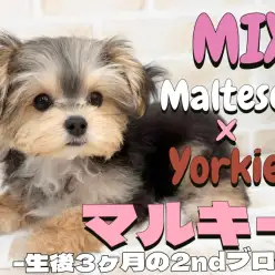 【 MIX 】賢く可愛く穏やか！マルチーズとヨーキーのMIX犬の2ndブログ！