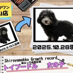 【 トイプードル 】城山っ子成長報告!2025年10月28日