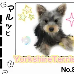 【 マルっと東川口日和No.87 】輝く瞳を持つヨーキーちゃんに密着！