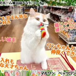 【 ラガマフィン 】城山ラガマフィンちゃんのここが自慢&特別なポイント！