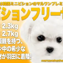 【 ビションフリーゼ 】両親2kg台の驚異の小さめ！通称ミニションが羽田に着陸！