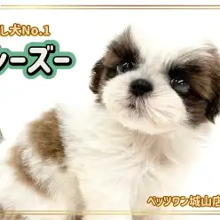 【 シーズー 】マイペース全開!最強の癒し犬、シーズーちゃんの登場です!