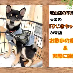 【 マルワン城山店卒業生限定サポート 】豆柴のひじきちゃんお散歩の相談＆練習