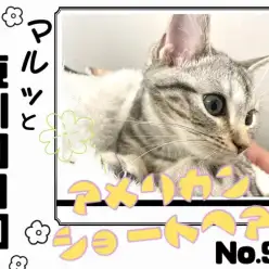 【 マルっと東川口日和No.99 】元気と甘えがMAX!おでかけOKアメショちゃん