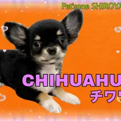 【 チワワ 】手のひらにちょこん！人懐っこさ抜群のちーちゃん登場