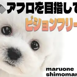 【 ビションフリーゼ 】生粋の愛されキャラ!癒しと笑顔を届ける魅力満天な女の子!