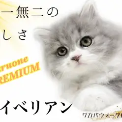 【 サイベリアン 】最高の抱きごごち!ふんわりプレミアムキャット