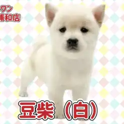 【 豆柴 】KC認定豆柴！希少な白豆柴の女の子が埼玉浦和に登場