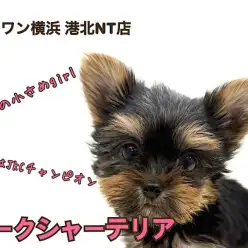 【 ヨーキー 】パパはチャンプ！マズル短め小さめサイズ、可愛さプレミアム級！