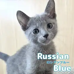 【 ロシアンブルー 】クールな美形男子!甘い性格にギャップ萌え