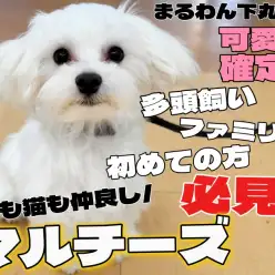 【 マルチーズ 】おすわりマスター!多頭飼いも安心な社交性抜群の3rdブログ!