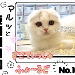 【 マルっと東川口日和No.100 】祝100回目!お饅頭のようなスコちゃん!