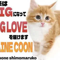 【 メインクーン 】我が家の元気印はお任せあれ！ベビーフェイスの懐っこい女の子！