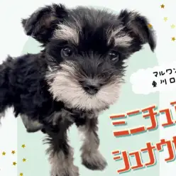【 ミニチュアシュナウザー 】唯一無二のカラー！超美形な優等生わんこのご紹介！