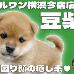 【 豆柴 】生後2ヶ月半で約1kgの手乗りサイズ！KC公認の赤毛が綺麗な男の子！