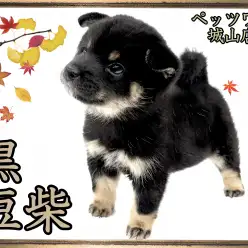 【 豆柴 】見逃し厳禁！絶対に会うべき黒豆柴ちゃん!