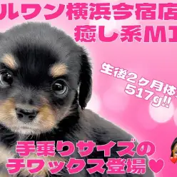 【 チワックス 】チワワとミニチュアダックスの癒し系MIXの女の子が仲間入り!