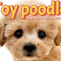 【 トイプードル 】可愛さの黄金比を持つ天真爛漫なアプリコットの小さな女の子！