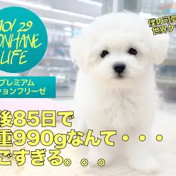 【 ビションフリーゼ 】生後85日で体重990g!世界クラスの可愛さは唯一無二!