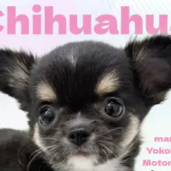 【 チワワ 】大きなお耳に凛々しい眉マロ!黒い彗星のちーちゃん登場!