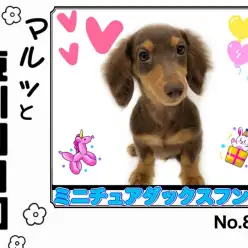 【 マルっと東川口日和No.88 】ずっと一緒に居たい愛嬌満点ダッちゃん！