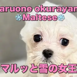 【 マルチーズ 】2回目のワクチン前日！今日は純白ボディをキレイキレイしちゃお！