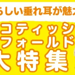 【 スコティッシュフォールド特集 】10/2現在在店中の垂れ耳ニャンコ特集!