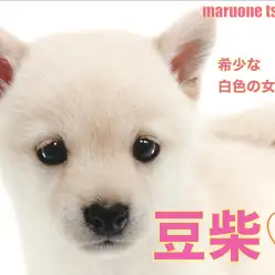 【 豆柴 】非常に希少な白色！気高さと可愛さを併せ持つ女の子！